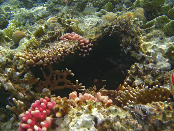 Karang di dasar Laut Merah — Stok Foto