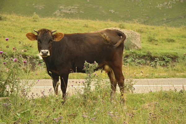 Mucca al pascolo sul prato alpino estivo — Foto Stock