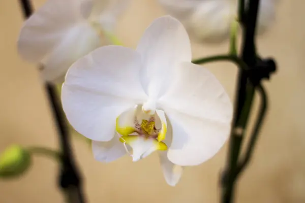 Virágzó Vagy Elrejtett Virágok Phalaenopsis Fehér Színek Virágzó Közelről — Stock Fotó