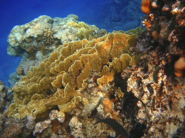 Corales Fondo Del Mar Rojo Aguas Cristalinas Egipto África Del —  Fotos de Stock