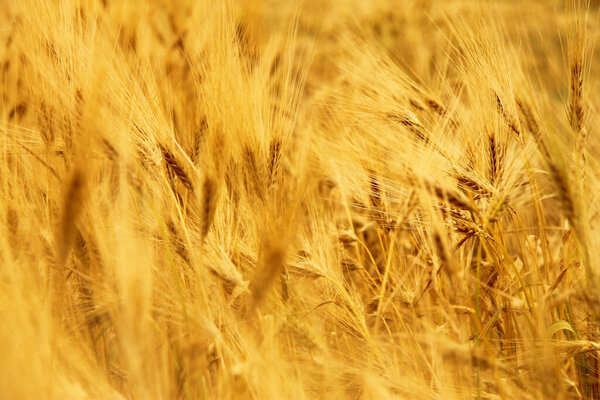 Golden Ears On The Summer Field Before Harvest closeup