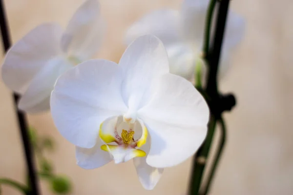 Virágzó Vagy Elrejtett Virágok Phalaenopsis Fehér Színek Virágzó Közelről — Stock Fotó