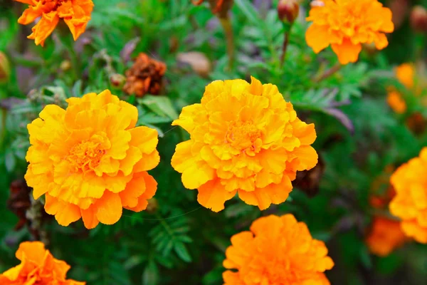 Marigolds Laranja Aka Tagetes Erecta Flor Closeup Canteiro Flores Jardim — Fotografia de Stock