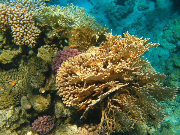 红海海底的珊瑚和清澈的水埃及 — 图库照片
