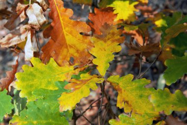 Sonbahar sarı yaprakları sonbahar parkında güneş ışığı altında meşe ağacında sallanıyor.
