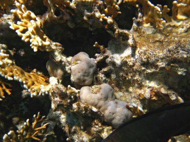 Kızıldeniz ve berrak su Mısır Kuzey Afrika dibinde Mercanlar