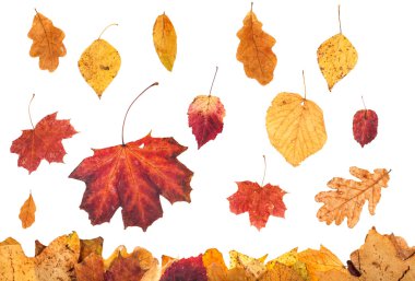 various autumn leaves falling on leaf litter clipart
