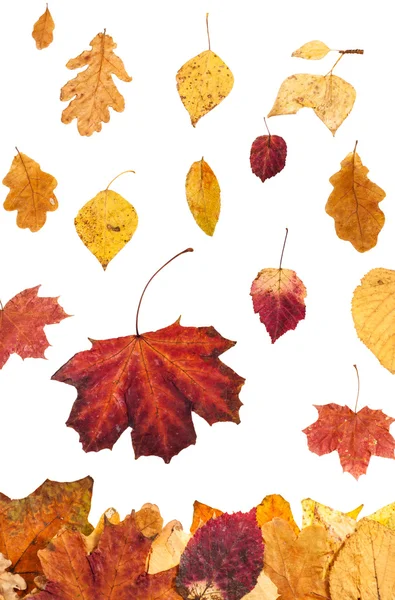 Many autumn leaves falling on leaf litter — Stock Photo, Image