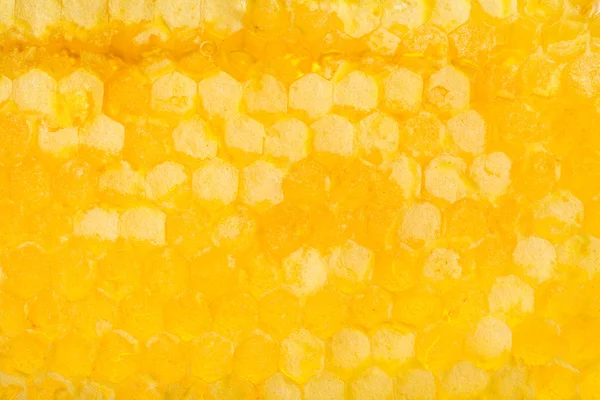 Favo de mel fresco com mel — Fotografia de Stock