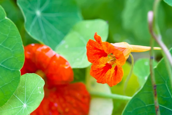 Röda blommor i krasse i gröna blad — Stockfoto