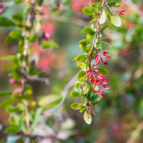 Ramoscello con frutti maturi di Berberis rosso (crespino ) — Foto Stock