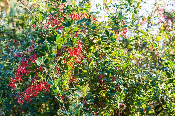 Frutos maduros de Berberis rojo (agracejo) en el árbol —  Fotos de Stock