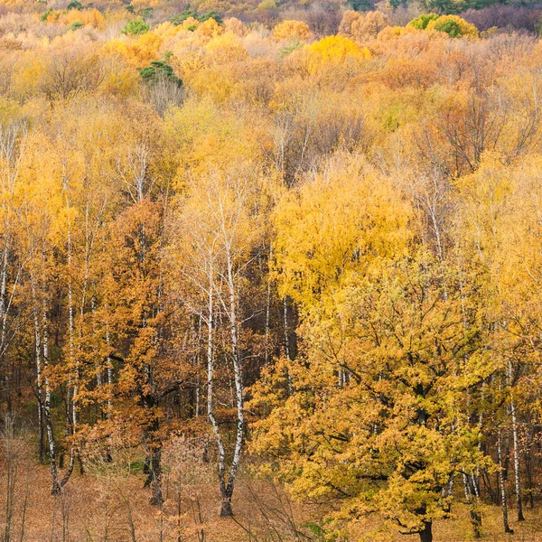 Clareira florestal na borda da floresta no outono — Fotografia de Stock