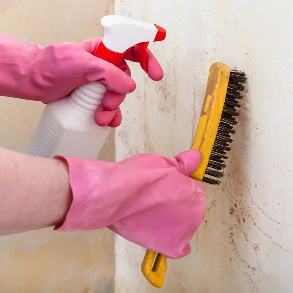 Enlèvement de moisissure du mur avec pulvérisation et brosse — Photo