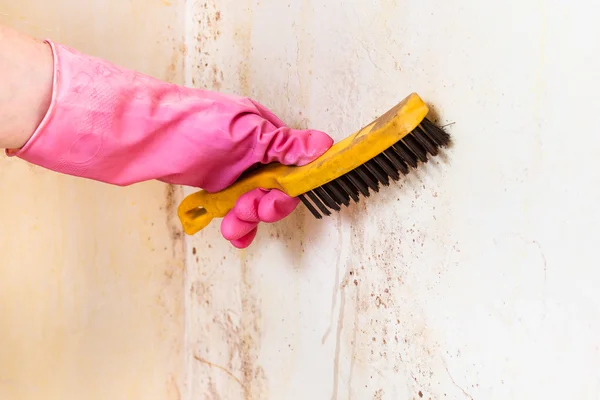 Limpieza de la pared de la habitación de molde con cepillo —  Fotos de Stock