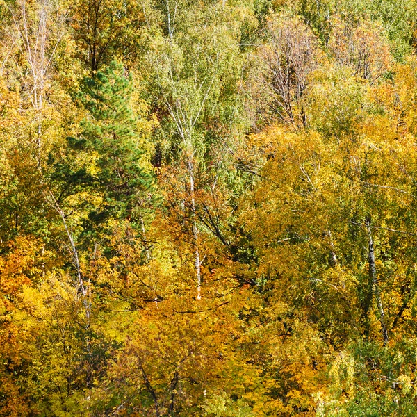 Yellow and green woods in forest in autumn day — Stock Photo, Image