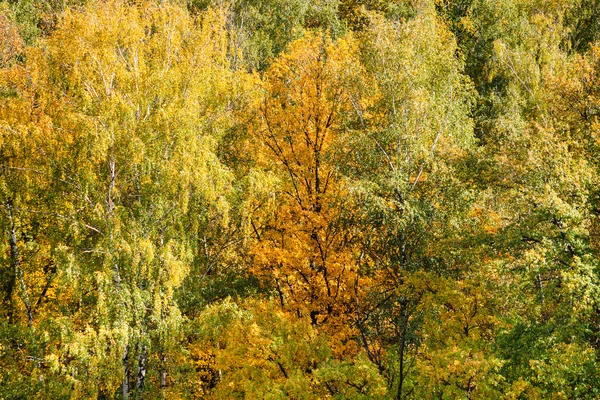 Yellow and green trees in forest in autumn day — Stock Photo, Image