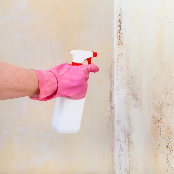 Removing of mold from wall with liquid spray Stock Photo