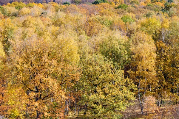 Above view of yellow trees in fores in autumn day — Stock Photo, Image