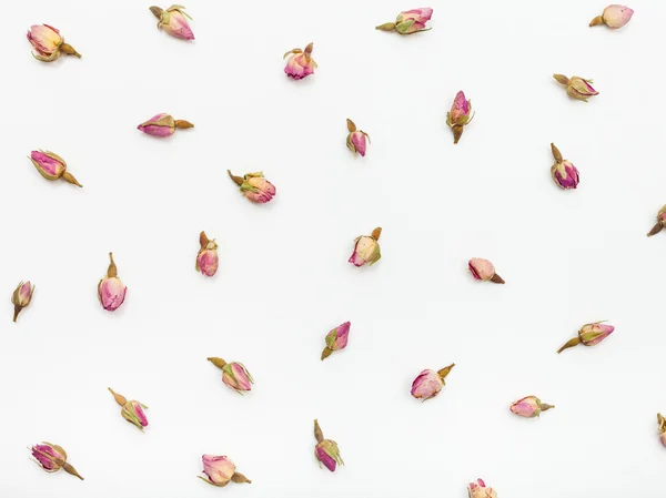 Розовые бутоны розовых цветов на белой бумаге — стоковое фото