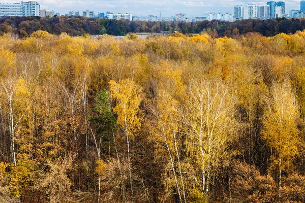 Borde del bosque y la ciudad en el horizonte en otoño —  Fotos de Stock