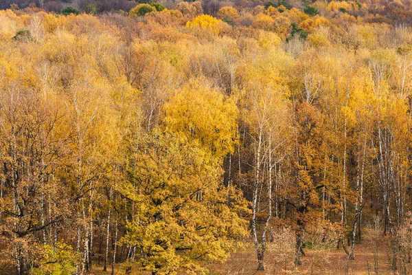 Clareira florestal na borda das florestas no outono — Fotografia de Stock