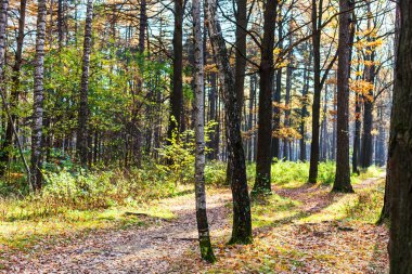 geçit sonbahar kentsel park