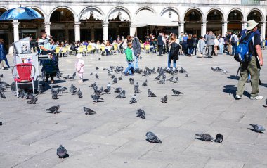 turist ve Venedik'te San Marco meydanında güvercinler