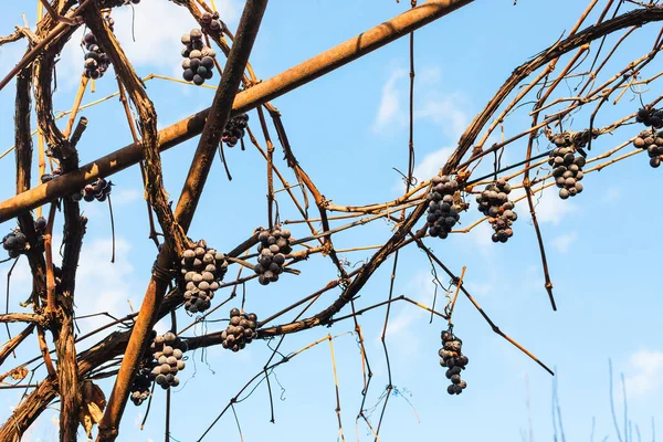 Bunch of grapes dry in the vineyard in autumn — Stock Photo, Image