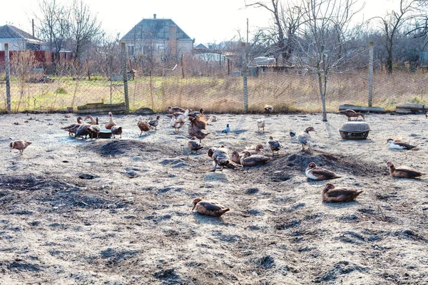 Flock a kacsák a Tájház udvarán — Stock Fotó