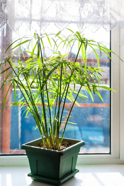 Groene kamerplant in groen bloempot — Stockfoto