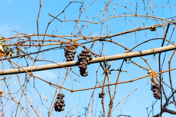 Red grapes dry in the vineyard in sunny day — Stock Photo, Image