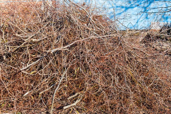 Högen av klippta grenar av träd i bakgård — Stockfoto