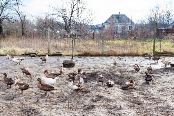 Bandada de patos en el patio de la casa de pueblo — Foto de Stock