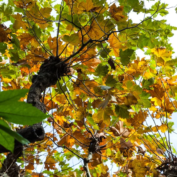 Feuillage jaune et vert de l'érable en automne — Photo