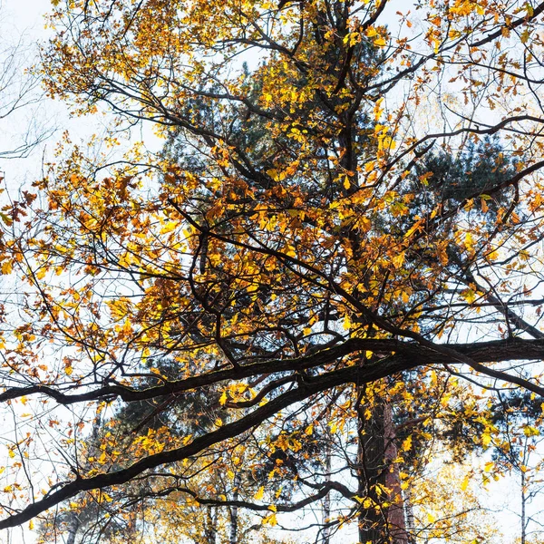 Oak branch and pine tree in urban park in autumn — Stock Photo, Image