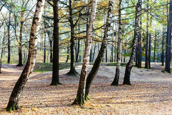 Bříza a dubové stromy v městském parku na podzim — Stock fotografie