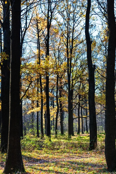 Stämme dunkler Eichen im Stadtpark im Herbst — Stockfoto