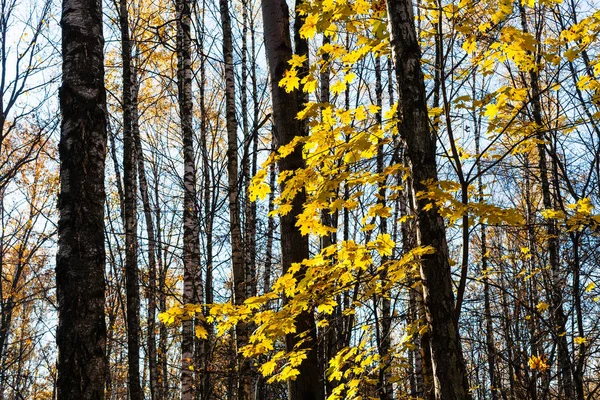 Ahornzweig mit gelben Blättern im Stadtpark — Stockfoto
