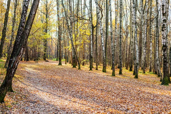 Cesta s spadané listí v březové háje v parku — Stock fotografie