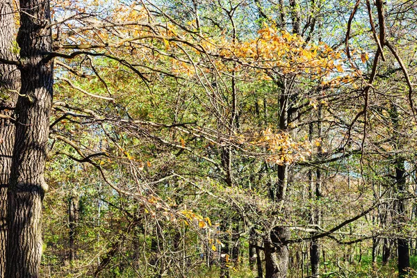 Branche de chêne aux feuilles jaunes dans le parc urbain — Photo