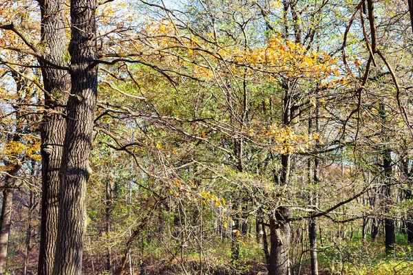 Pobočka dub s žluté listí v lese — Stock fotografie