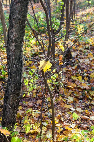 Yellow maple leaf on tree in urban park in autumn — Stock Photo, Image