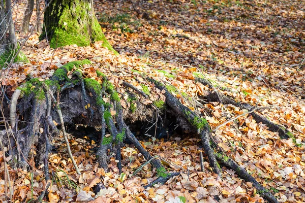 Kořeny stromů, které se vztahuje lve vrh v městském parku — Stock fotografie