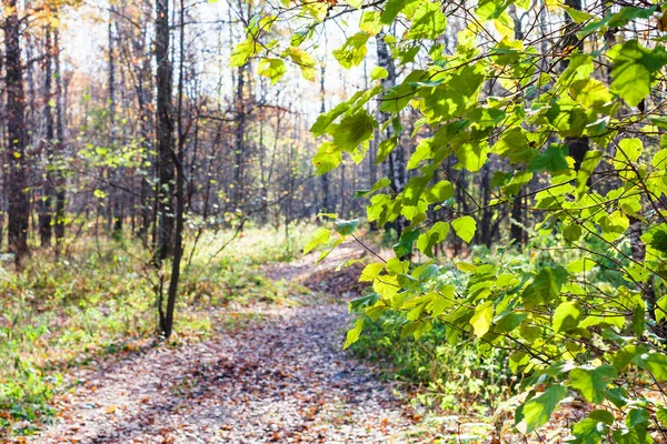 Zelené listy lísky strom a cestu v městském parku — Stock fotografie