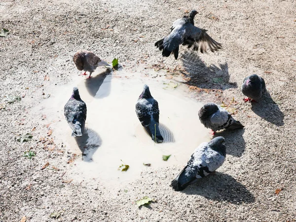 Pombas urbanas banhando-se em uma poça lamacenta — Fotografia de Stock