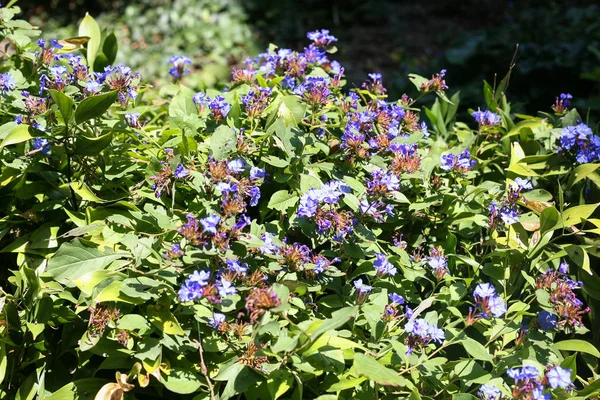 Niebieskie kwiaty na Ceratostigma kwitnienia roślin — Zdjęcie stockowe