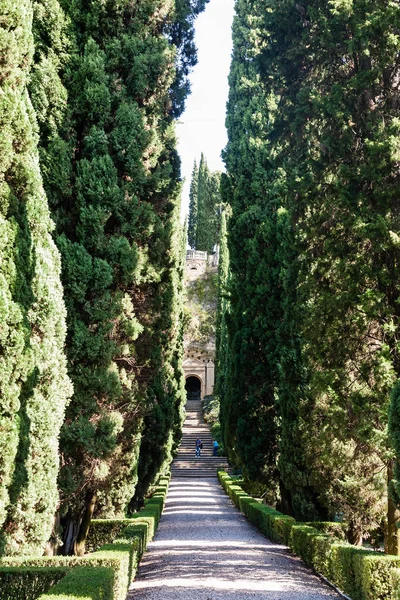 Gränd i Giusti trädgård i Verona — Stockfoto