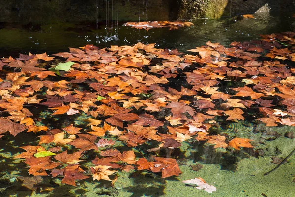 Folhas caídas de sicômoro na superfície da água — Fotografia de Stock