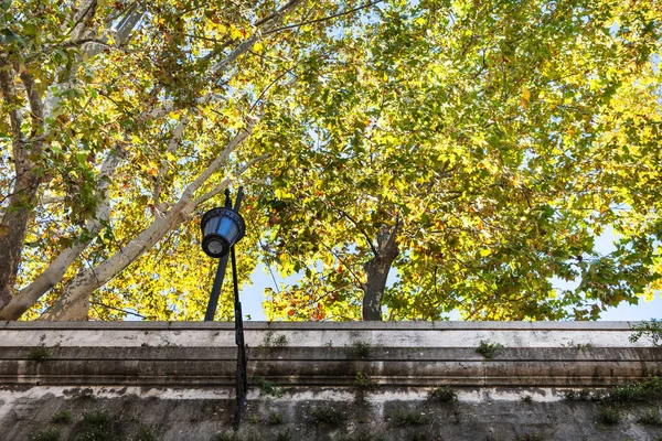 Yellow sycamore trees over walls of Tiber River — Stock Photo, Image